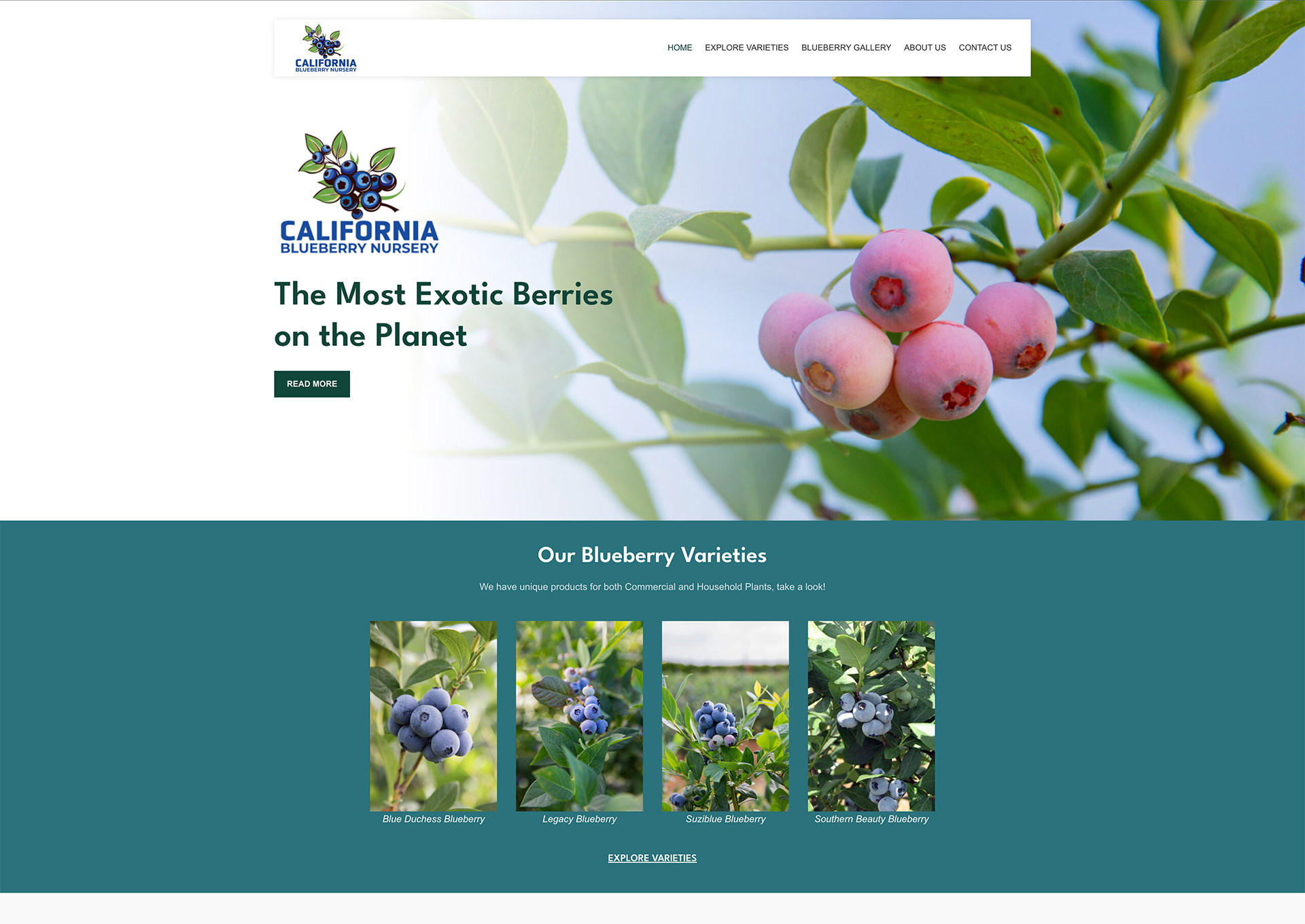 CA Blueberry Nursery - loading